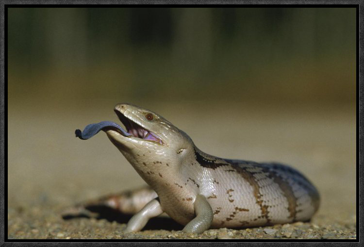 East Urban Home Eastern Blue Tongue Skink Extending Blue Tongue Framed Photographic Print On Canvas