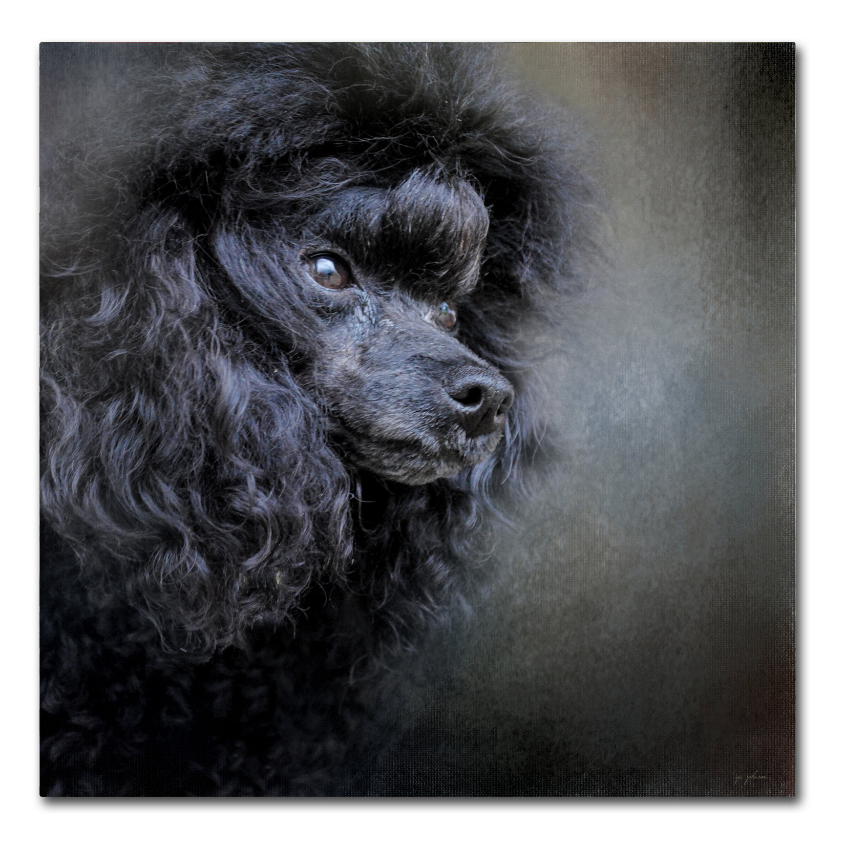 a black poodle