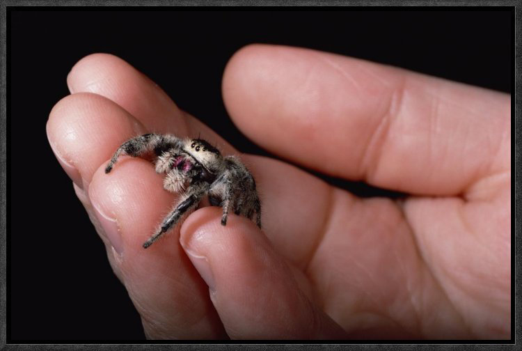 East Urban Home Jumping Spider Held In Human Hand Florida Photographic Print Wayfair