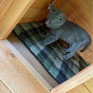 archie and oscar frankie cat run