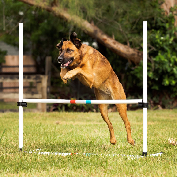 dog agility training kit