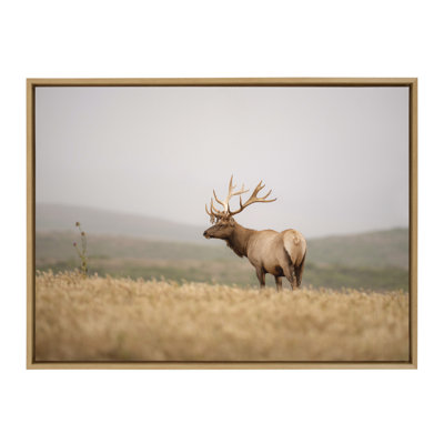 Sylvie Tule Elk No 3 Framed Canvas by Crystal Lynn Collins 28x38 Natural