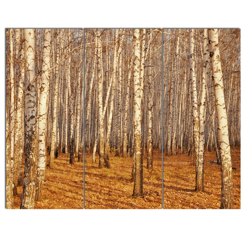 Designart Dense Birch Forest In The Fall 3 Piece Photographic Print On Wrapped Canvas Set Wayfair