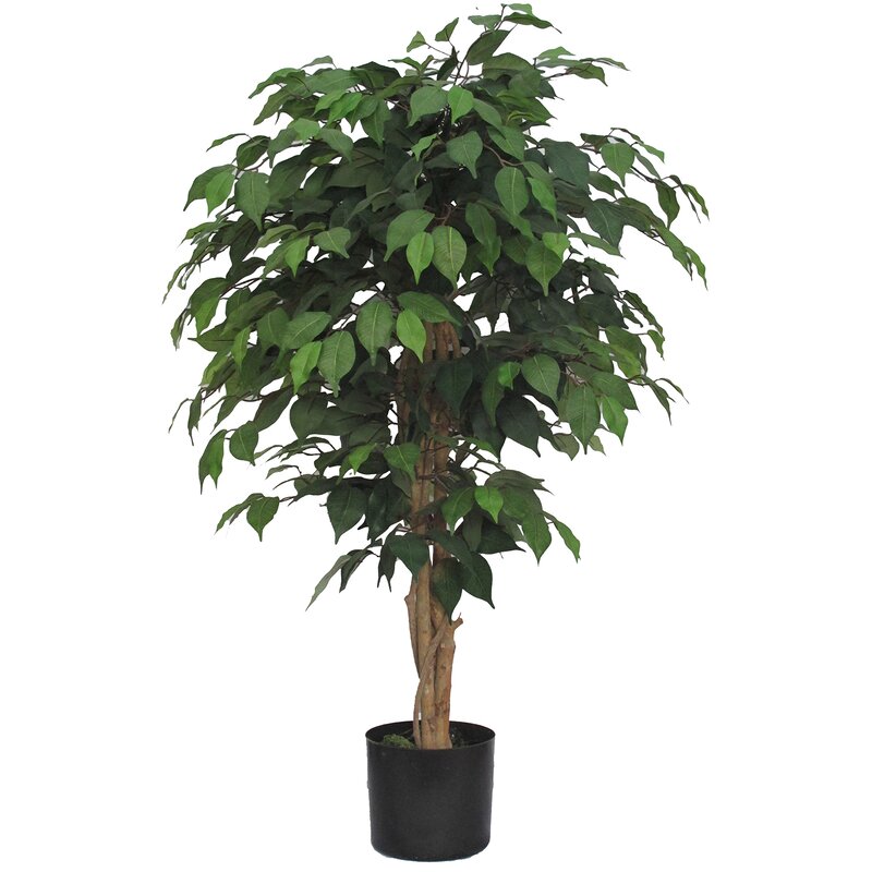 Charlton Home® Ficus Tree in Pot & Reviews | Wayfair