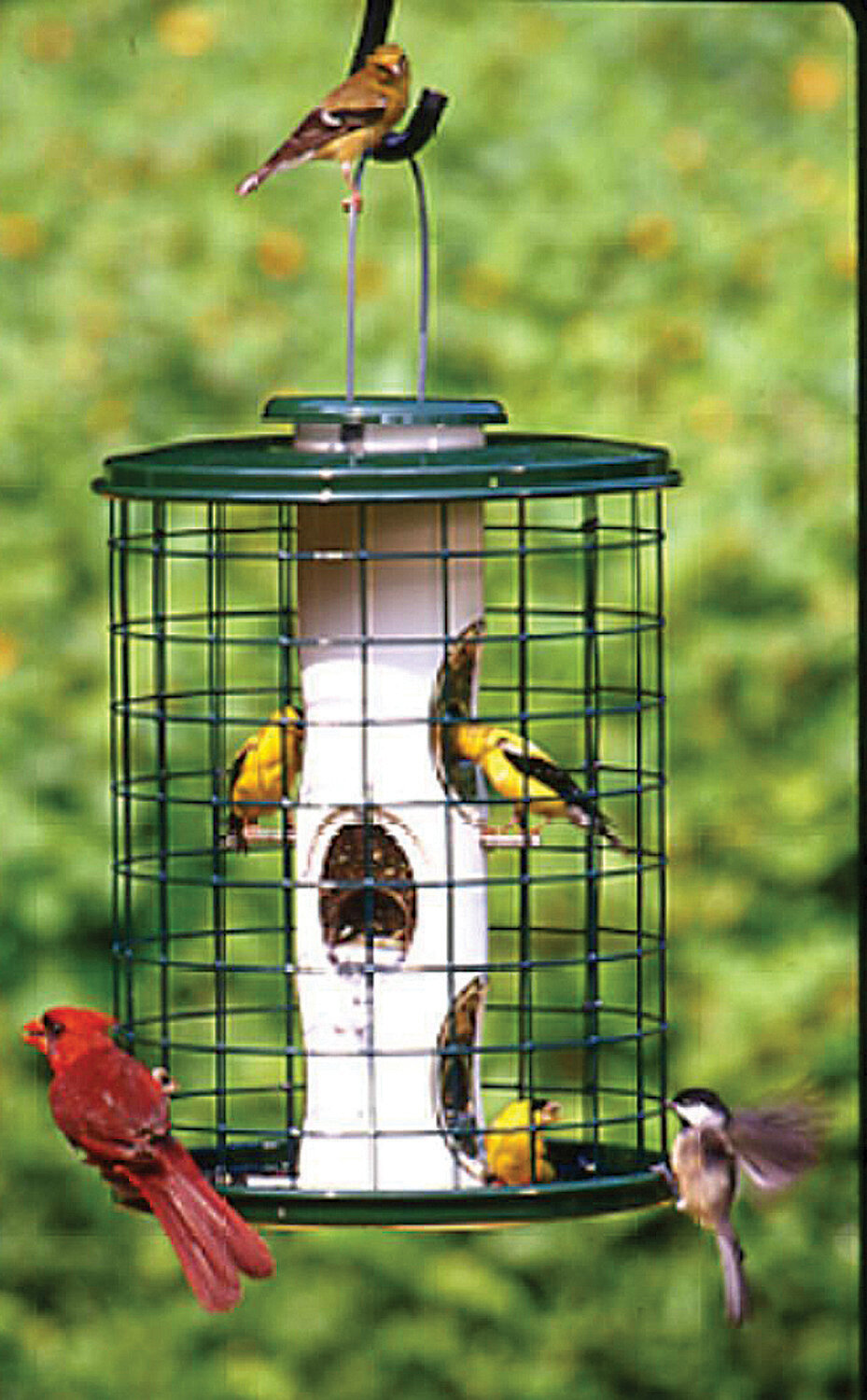 Sunflower Seed Bird Feeders Wayfair