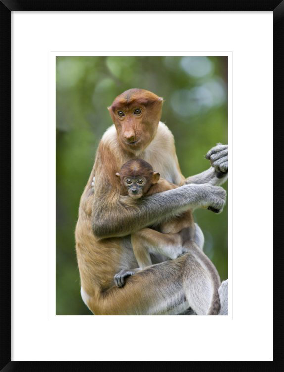 Global Gallery Proboscis Monkey Female Holding Two Month Old Baby Sabah Malaysia Framed Photographic Print Wayfair