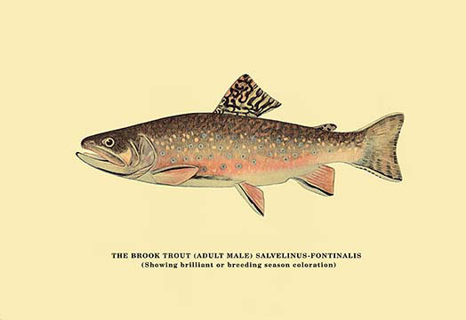 Buyenlarge The Brook Trout Showing Brilliant Or Breeding Season Coloration By H H Leonard Graphic Art Wayfair