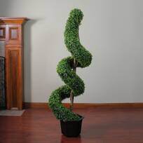 Darby Home Co Pond Boxwood Spiral Top Topiary in Pot 