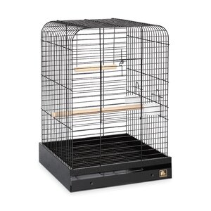 Parrot  Bird Cage