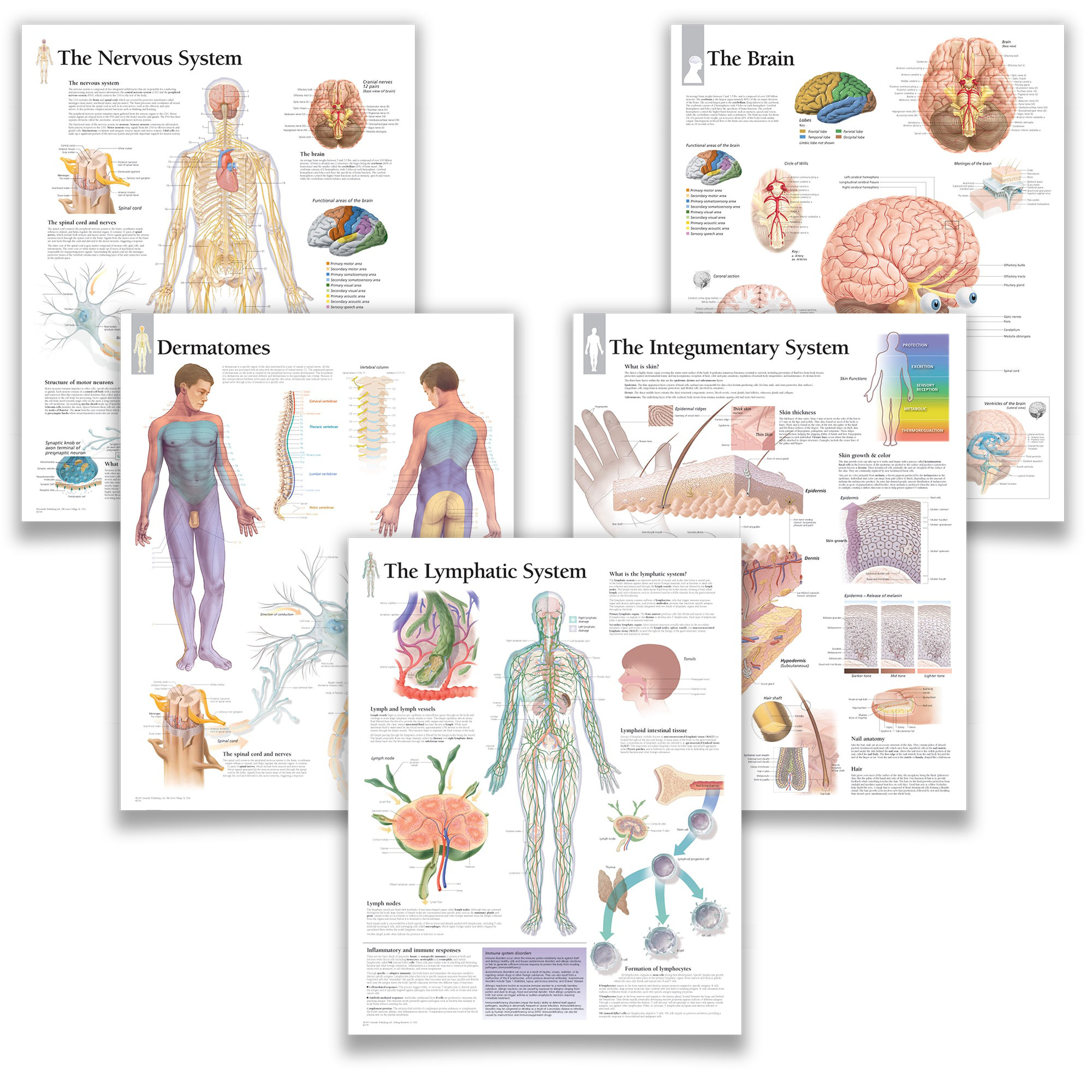 Trinx Educational Art Integumentary System Dermatomes Nervous System ...