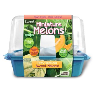 Sweet Miniature Melons Growing Kit