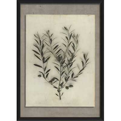 Olive Branch Framed Photographic Print