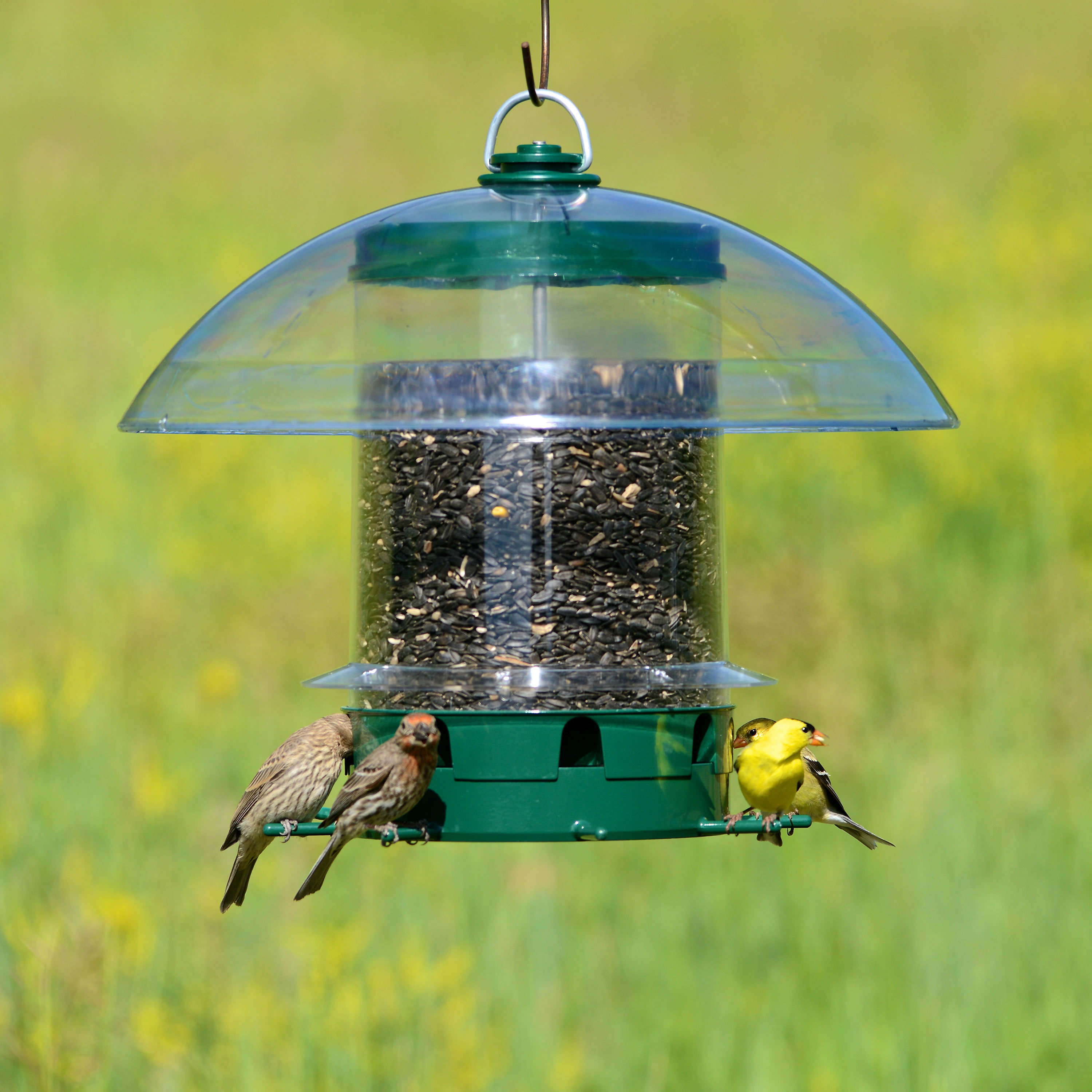 Perky Pet K Feeders Super Carousel Wild Tube Bird Feeder Wayfair