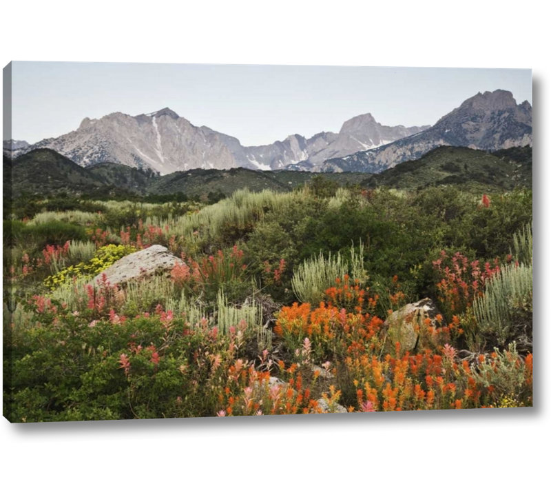 Winston Porter Ca Flowers Bloom In The Sierra Nevada Mountains Photographic Print On Wrapped Canvas Wayfair