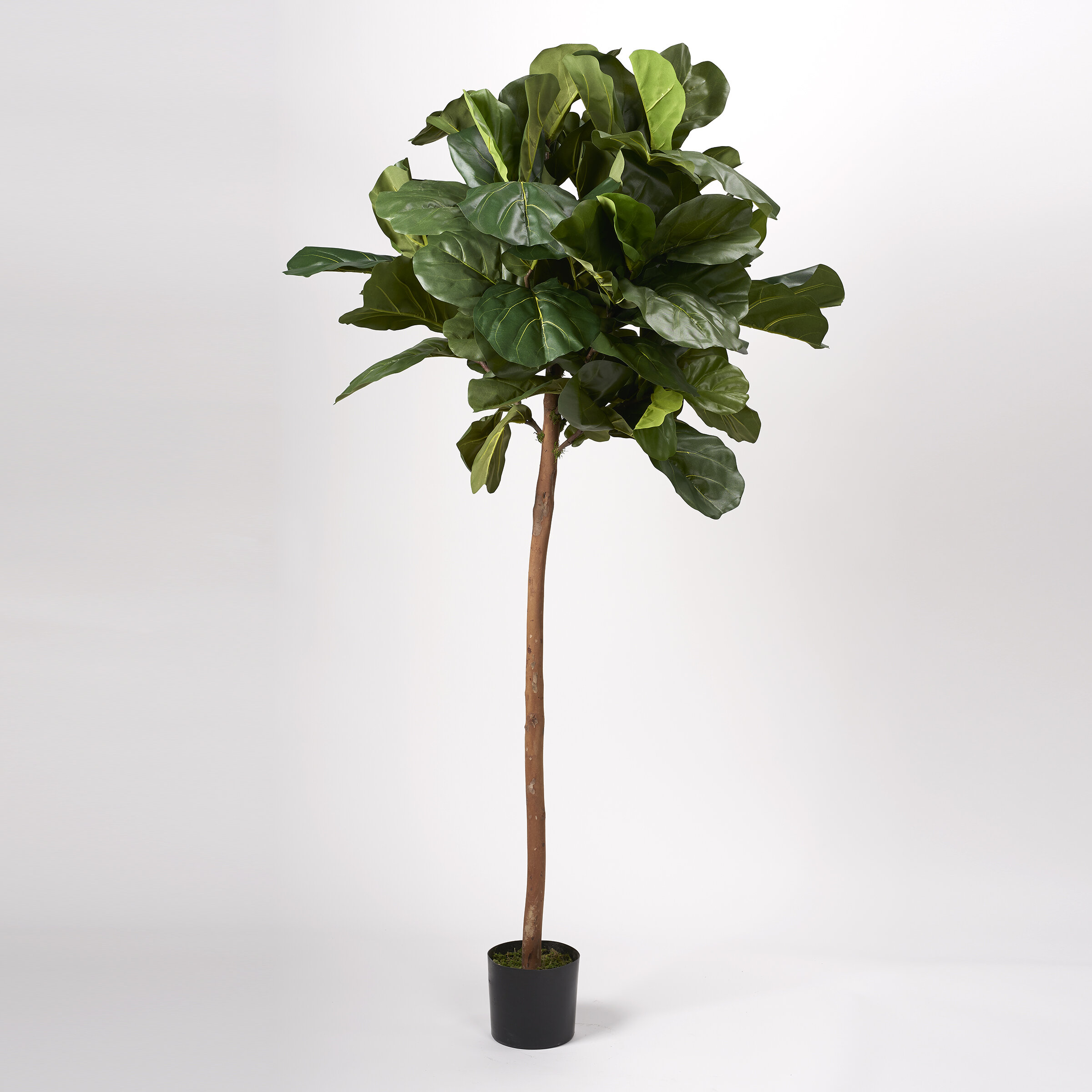 Primrue 5' Fiddle Leaf Fig Tree | Wayfair