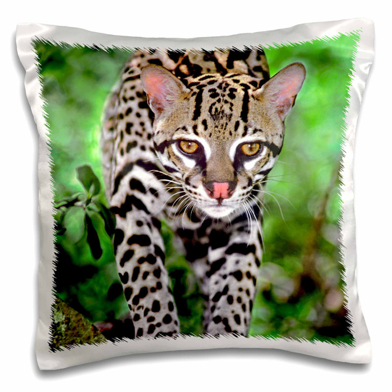 East Urban Home Florida Ocelot Wildlife On Log At Big Cat Rescue