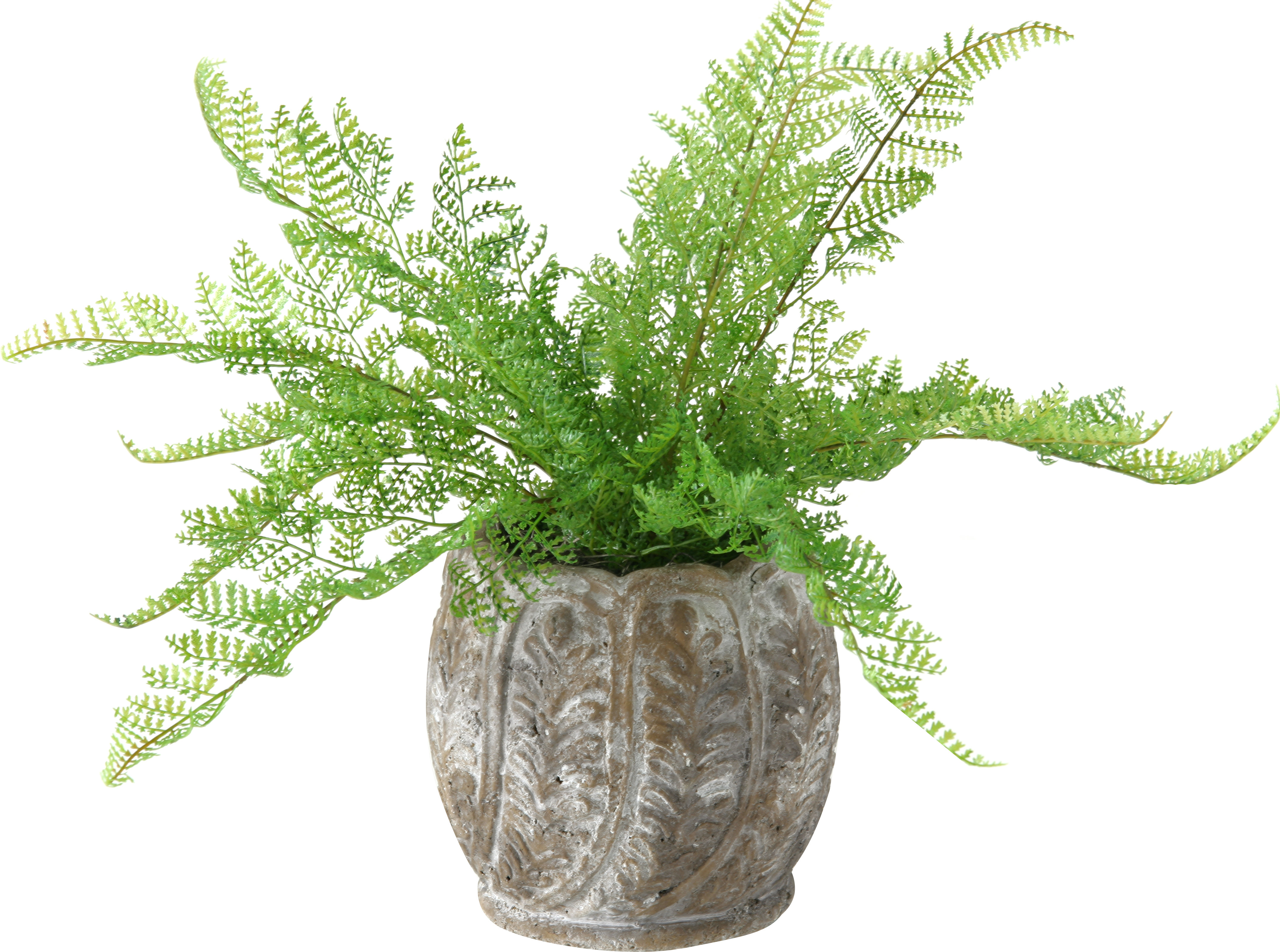 D & W Silks Lace Fern Foliage Plant in Planter & Reviews Wayfair