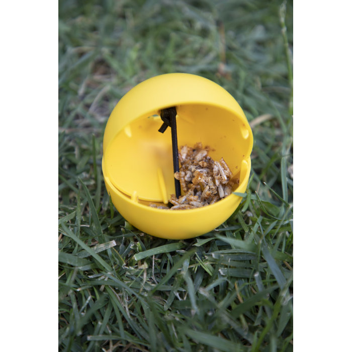 Tucker Murphy Pet Achilles Feeders And Egg Cartons Wayfair Ca