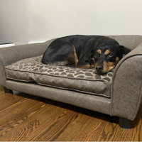corina dog sofa