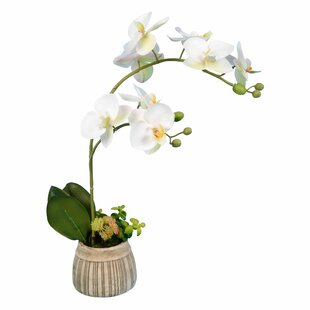 White Orchid Arrangements Wayfair