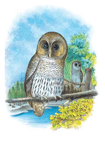 Buyenlarge The Barred Owl By Theodore Jasper Painting Print Wayfair