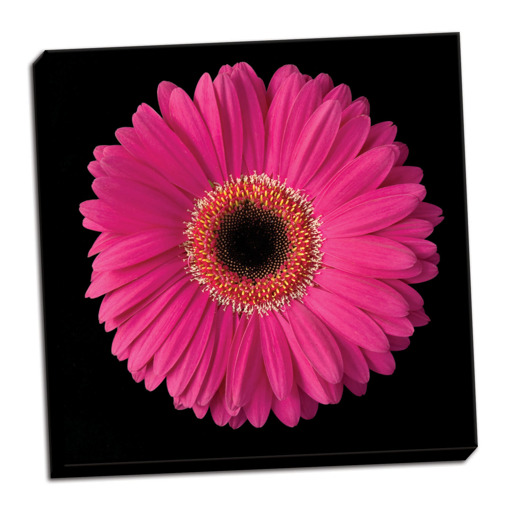 Ebern Designs Pink Gerbera Daisy Photographic Print On Wrapped Canvas Wayfair,Mornay Cheese Sauce