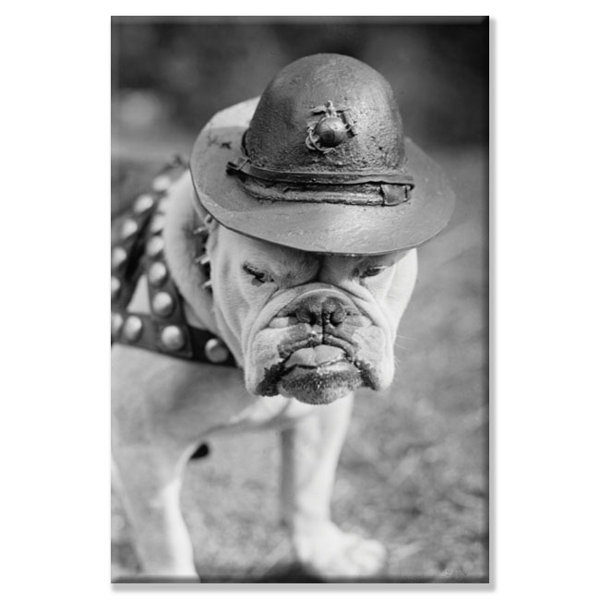 Buyenlarge Marine Corps Mascot Looks Like The Average Drill Instructor Photographic Print On Canvas Wayfair