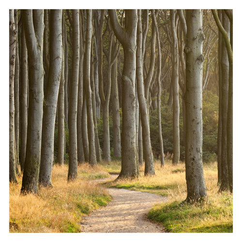 Forest Path in Northern Germany 1.92m x 1.92m Textured Matt Peel & Stick Wall Mural East Urban Home
