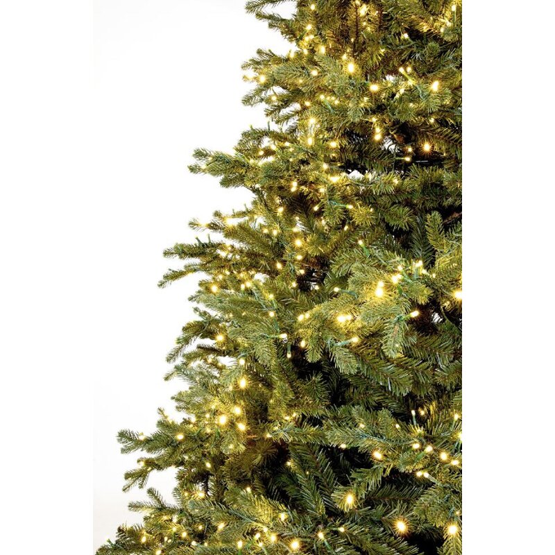 fraser fir christmas trees