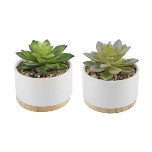 View 2 Piece Agave Succulent Plant in Pot Set of