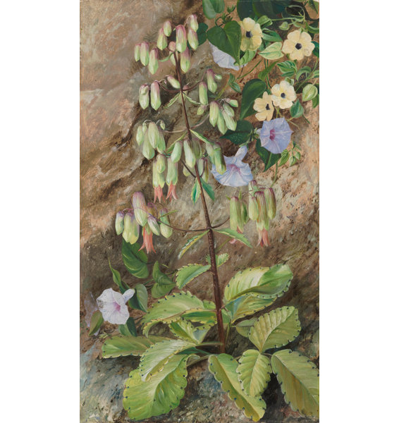 East Urban Home 182. Study of the Plant of Life. by