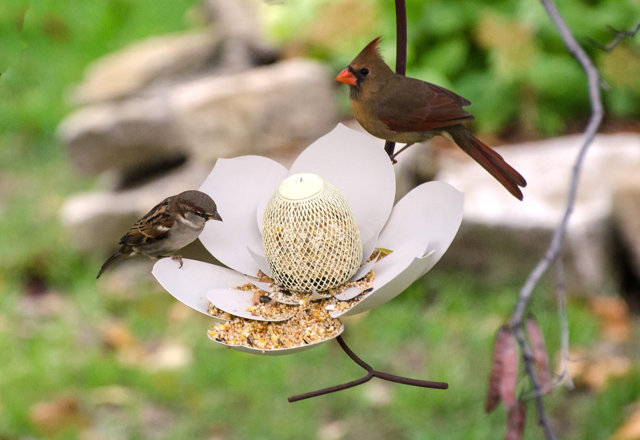 Best Deals for Bird Lovers