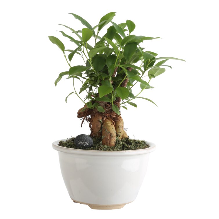 Plant Ficus Bonsai Tree Plastic Pot Garden Indoor Outdoor Houseplant Best Gift 