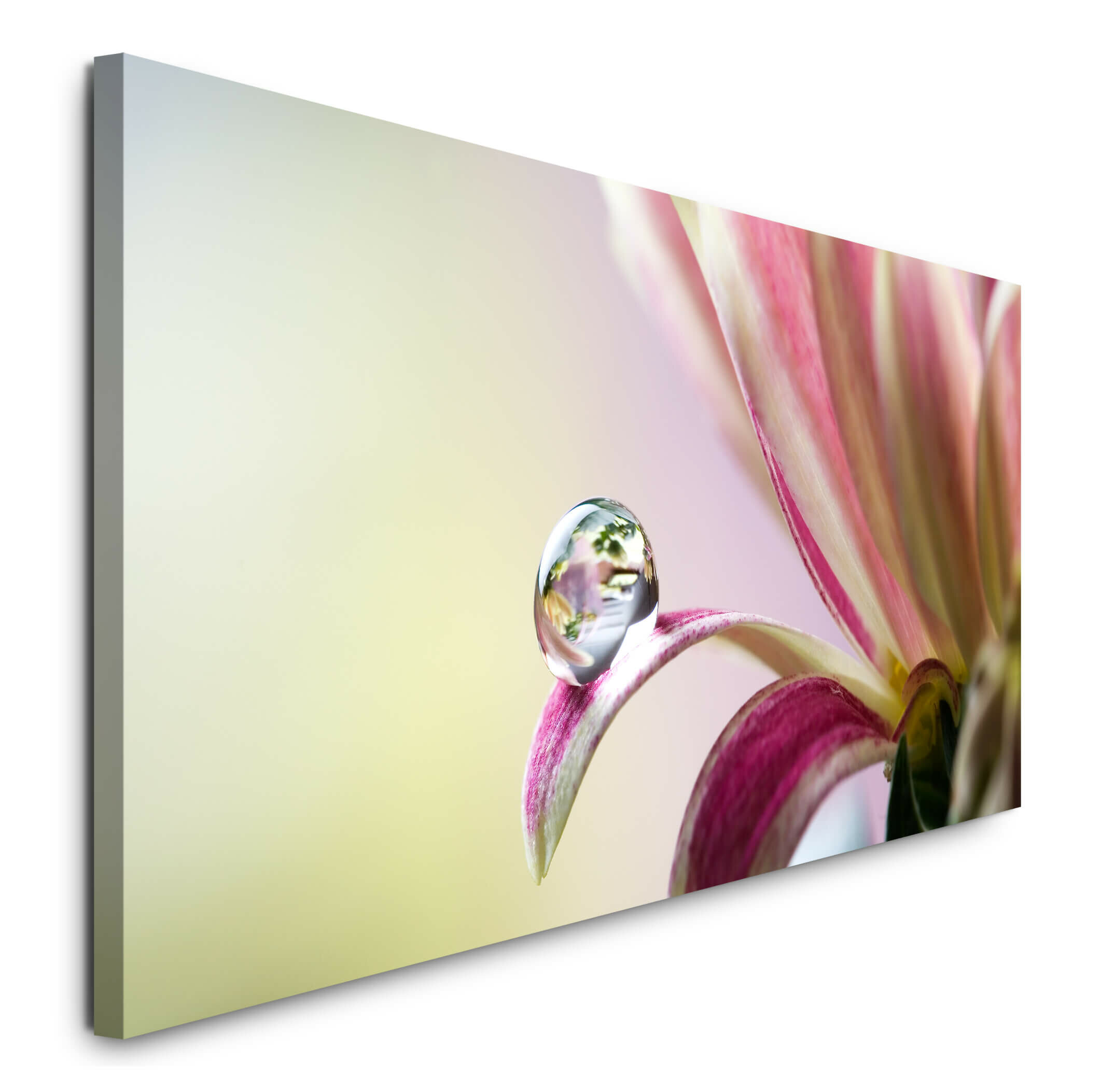 Chrysanthemum Flower with Water Droplets Photograph on Canvas