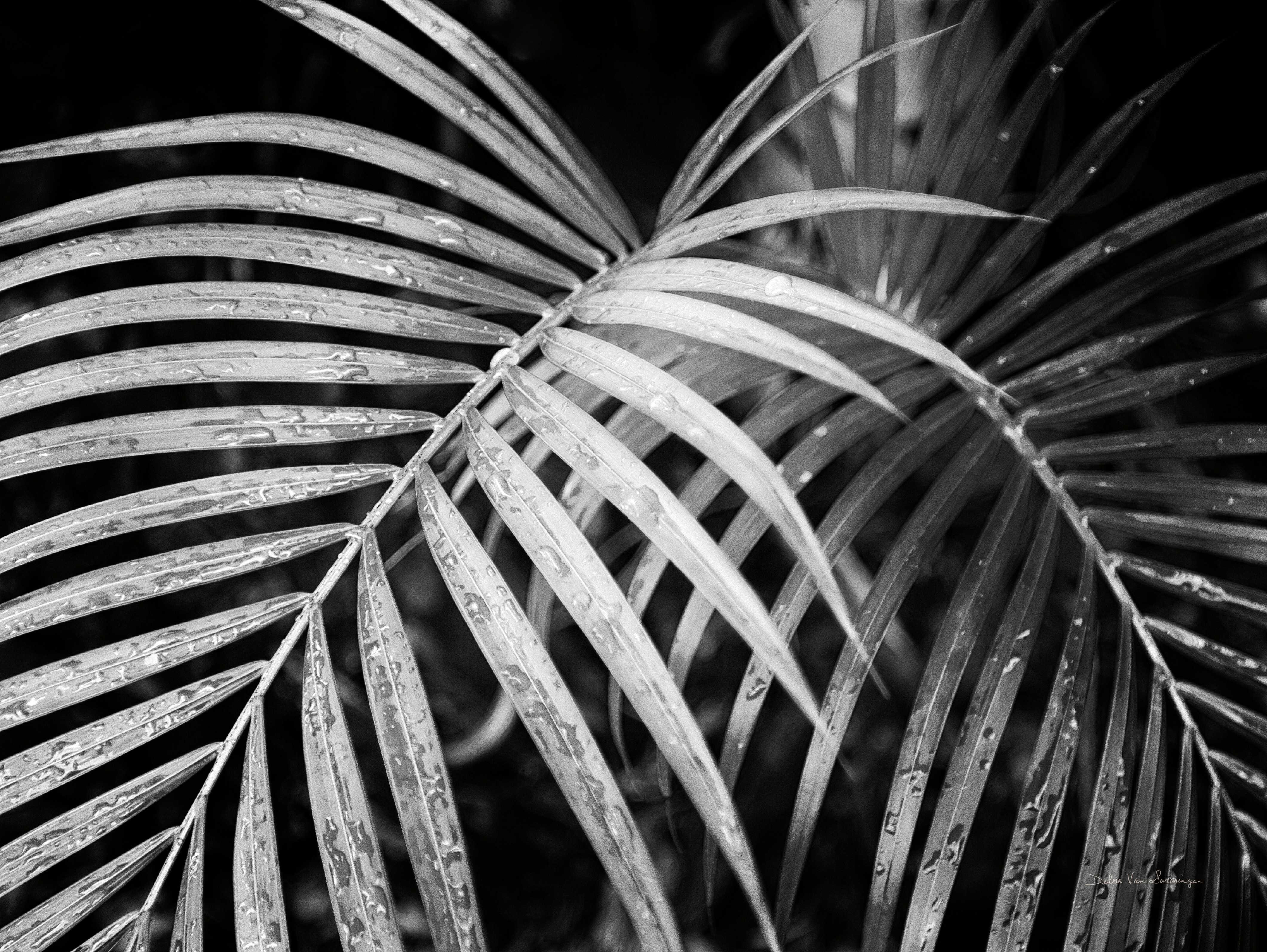 Orren Ellis Palm Fronds | Wayfair