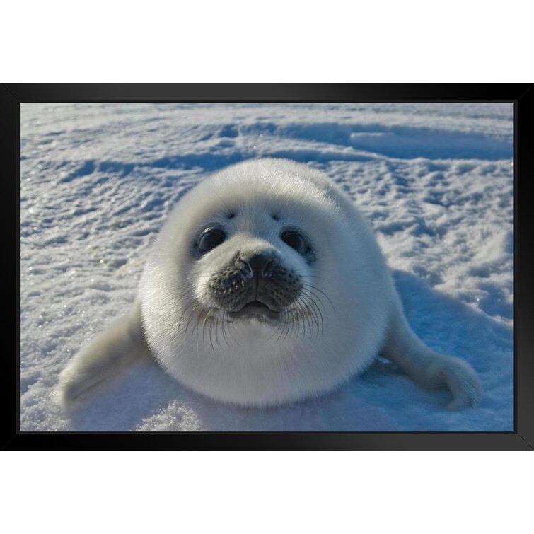 Wildlife Seal Appeal Fridge Magnet