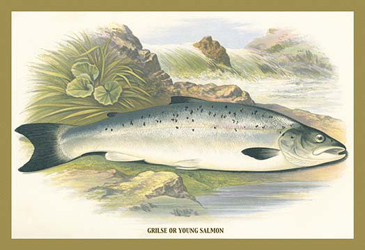 Buyenlarge Grilse Or Young Salmon By A F Lydon Painting Print