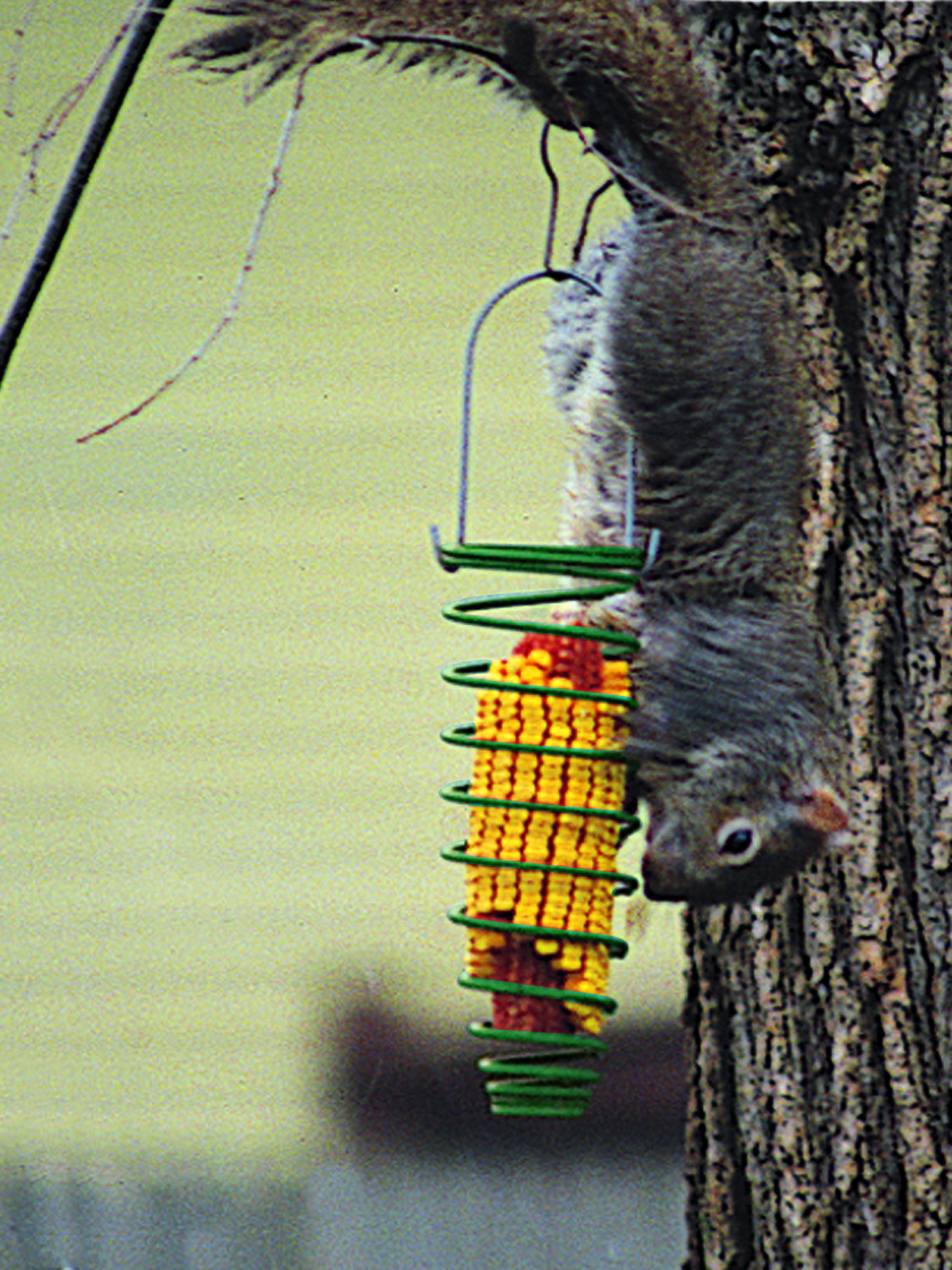 Farm Innovators Corn Trapper Carded Squirrel Feeder Wayfair