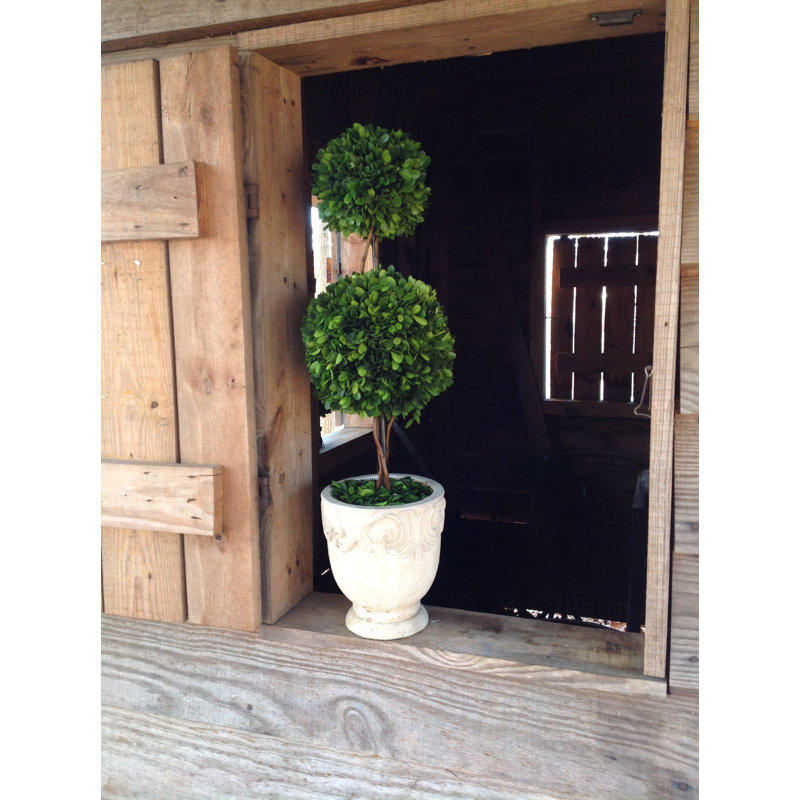 Ophelia Co Preserved Boxwood Double Ball Topiary In Pot