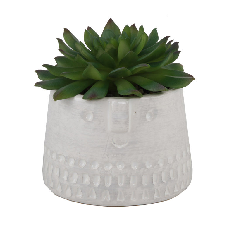 Bungalow Rose Cylinder Cool Face Desktop Succulent Plant In