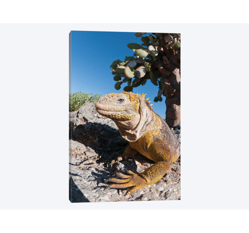 East Urban Home Galapagos Land Iguana Basking Galapagos Islands Ecuador Photographic Print On Canvas Wayfair