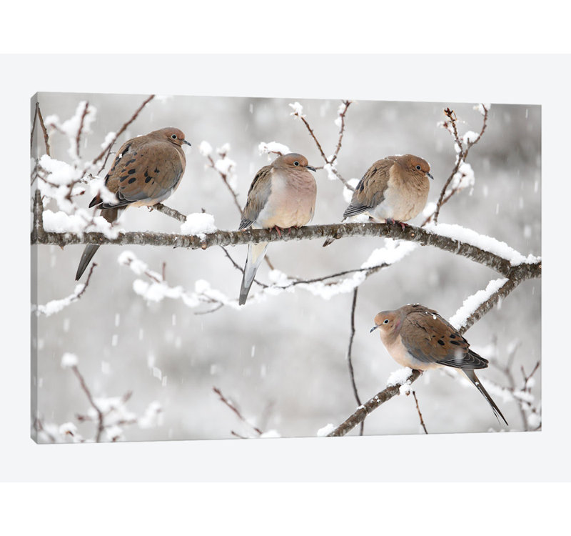 East Urban Home Mourning Dove Group In Winter Nova Scotia