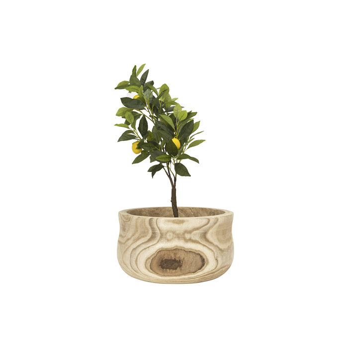 Iglesias Large Paulownia Wood Pot Planter by Bungalow Rose