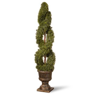 Double Cedar Spiral Topiary In Urn