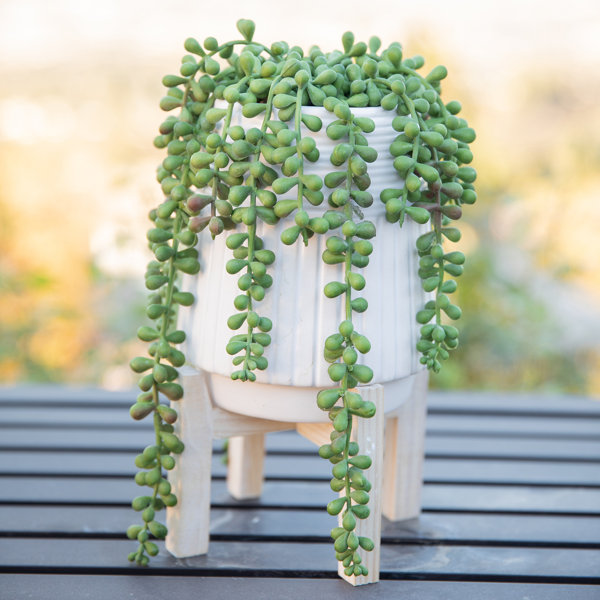 Wrought Studio Donkey Tail String Of Pearls Succulent Plant In Pot