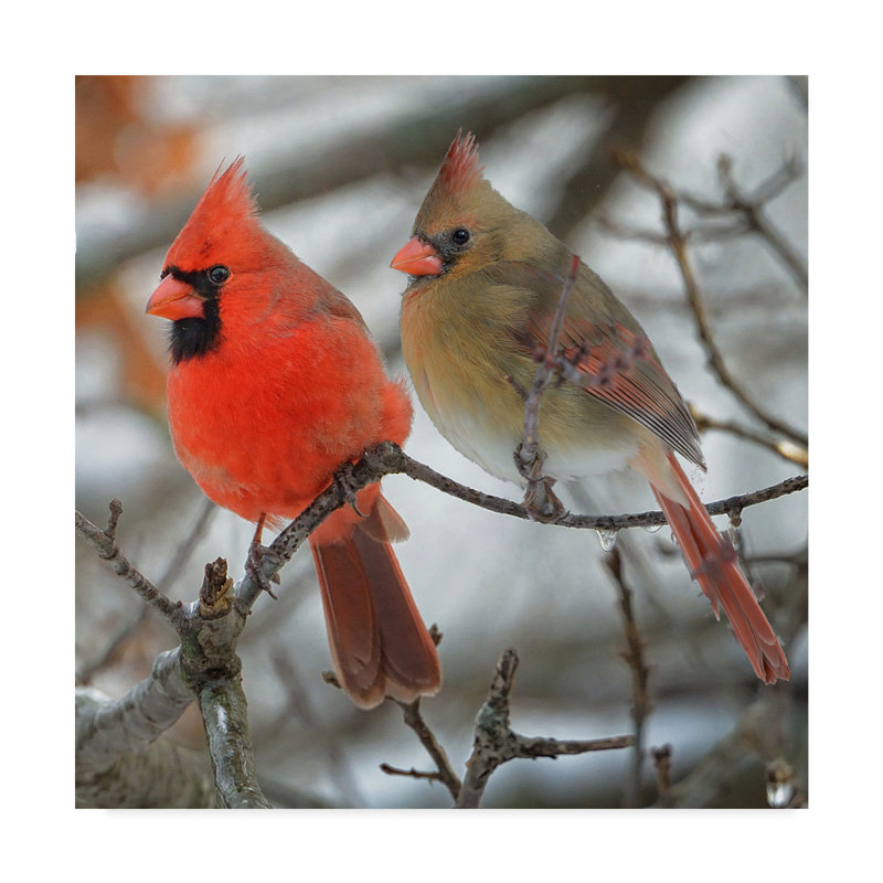 Millwood Pines Yard Flag Pair Of Cardinals Cropped Acrylic