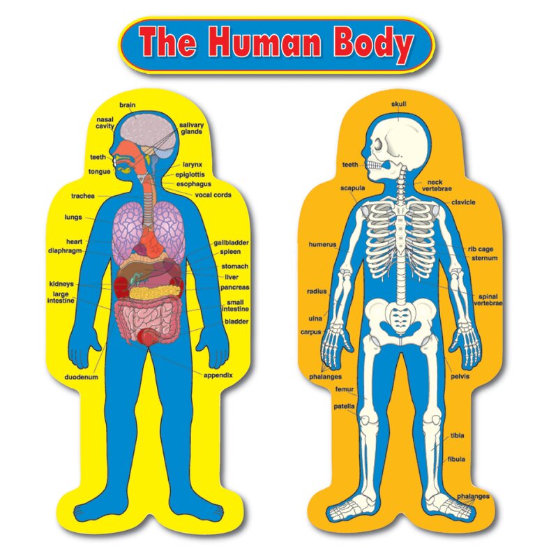 Carson Dellosa Publications Child-size Human Body Chart Set | Wayfair