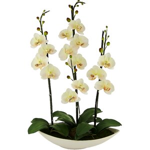 Phalaenopsis Orchid Floral Arrangement in Pot