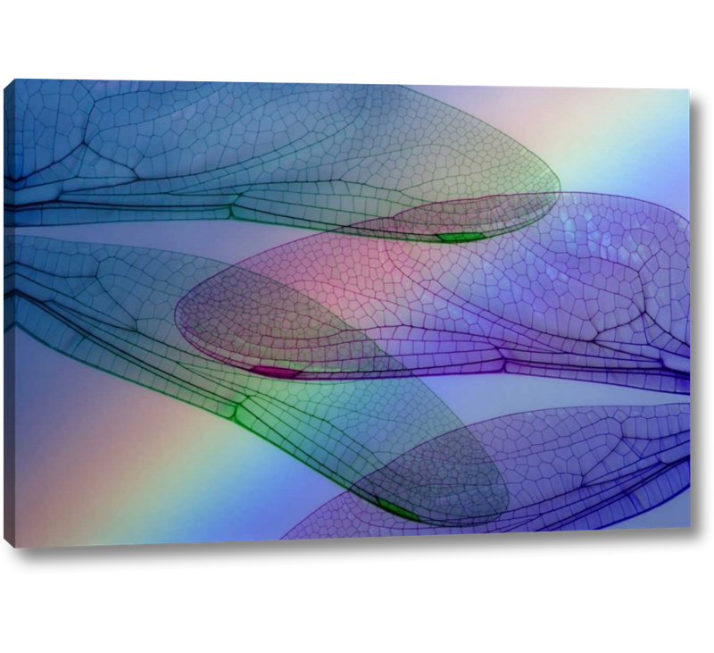 Wrought Studio Abstract Of Dragonfly Wings And Rainbow Graphic