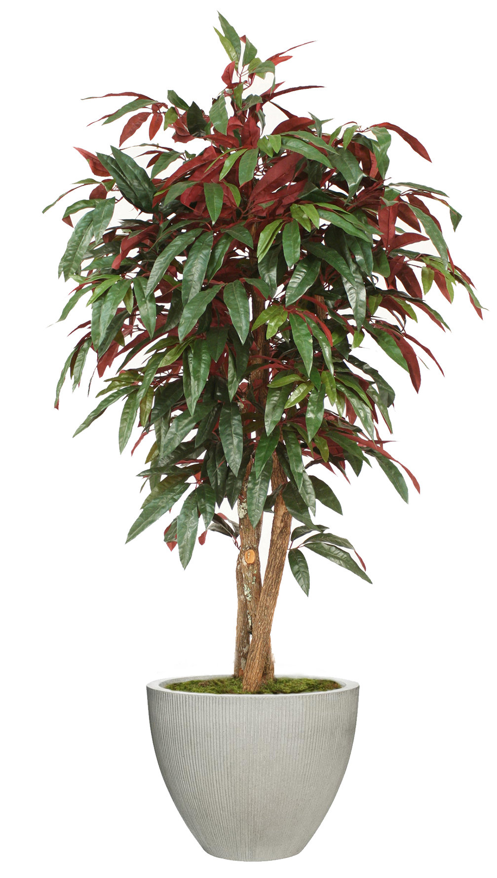 wayfair balcony planters on Red Barrel Studio Capensia Tree In Planter Wayfair